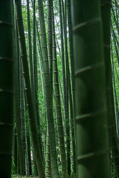 竹林
