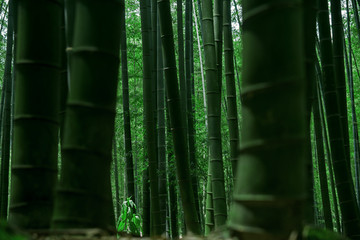 竹林