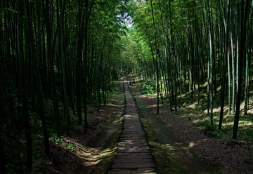 竹林