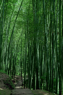 竹林