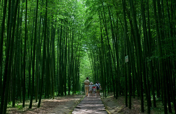 竹海旅游