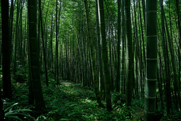 竹林