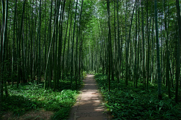 竹林小道