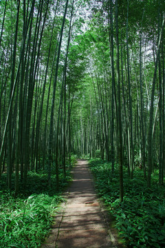 竹林小道