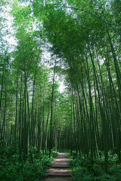 竹林小道