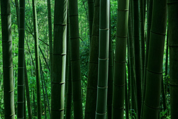 竹林