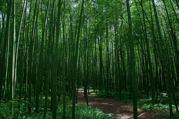 竹林