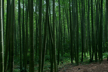 竹林