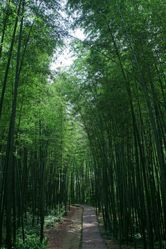 竹林小道