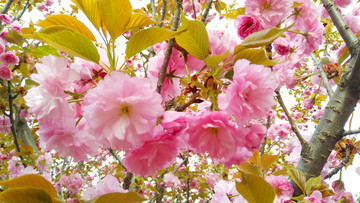 樱花