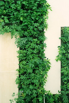 墙壁绿植