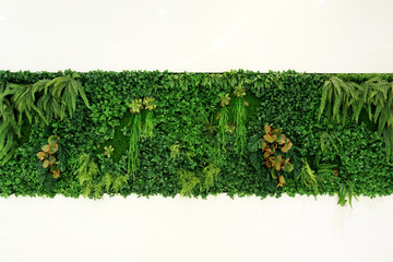 墙壁绿植