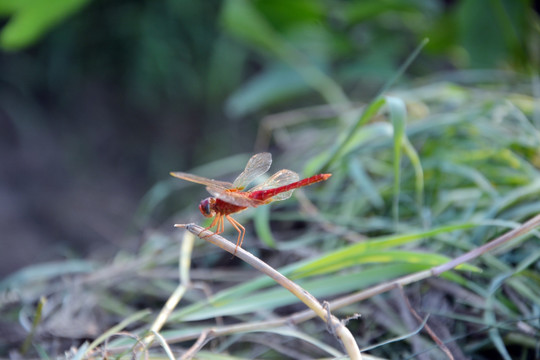 草枝上的蜻蜓