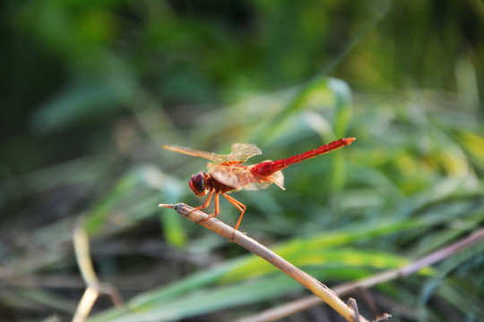 一只停飞的红蜻蜓