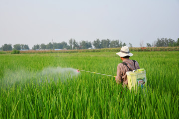稻田喷洒农药