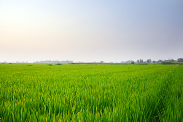 绿油油的农田