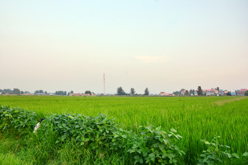 田园