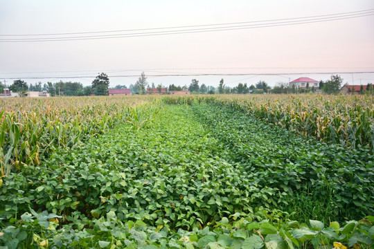 大豆玉米种植