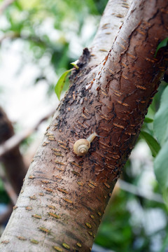树上一只蜗牛