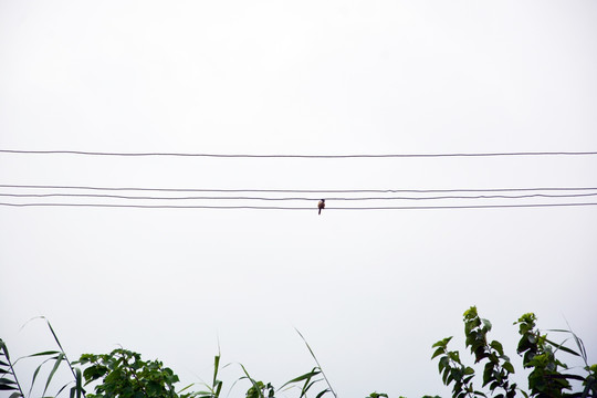 电线与小鸟