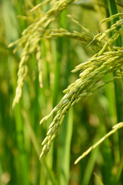 杂交水稻