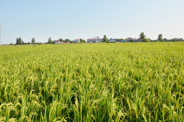 农业农田水稻