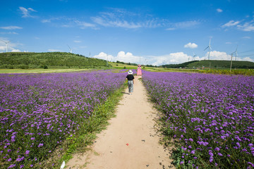 花海小路