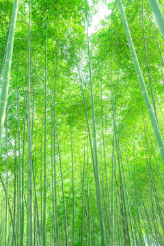 绿竹林素材