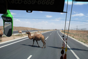 保护区骆驼