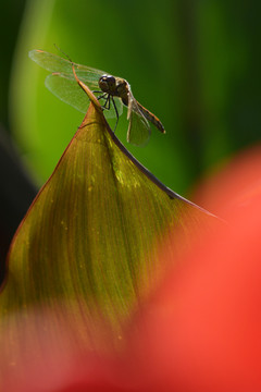 花叶上的蜻蜓