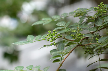 花椒