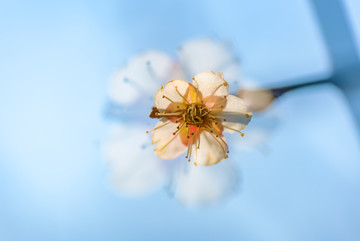 盛开的梅花