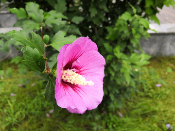 木槿花开