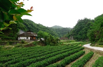 乡村风景