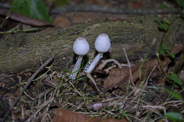 漂亮的野蘑菇