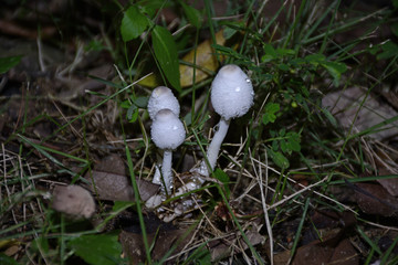 蘑菇