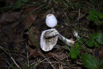 野蘑菇