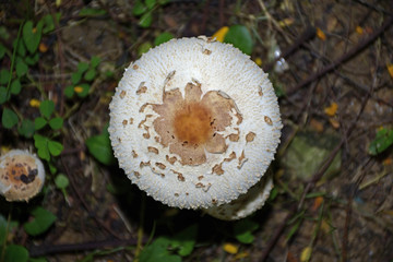 蘑菇