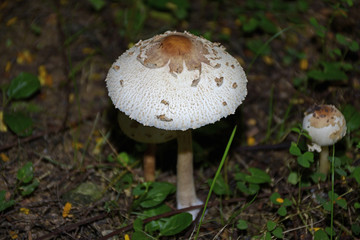 蘑菇