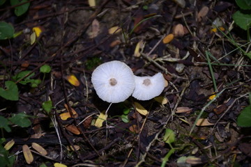 蘑菇