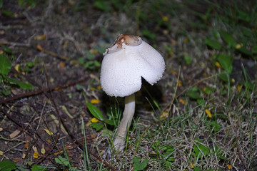 蘑菇