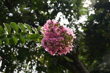 花树
