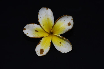 鸡蛋花