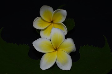 鸡蛋花