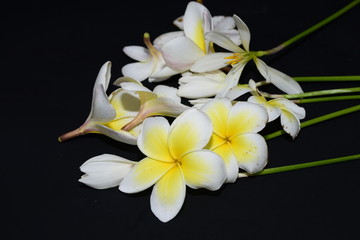 鸡蛋花