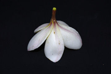 鸡蛋花