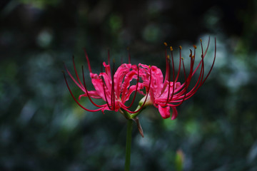 彼岸花