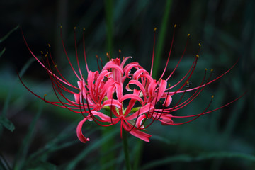 彼岸花
