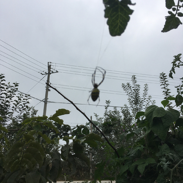 蜘蛛爬上电线