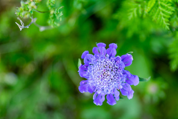 兰盆花